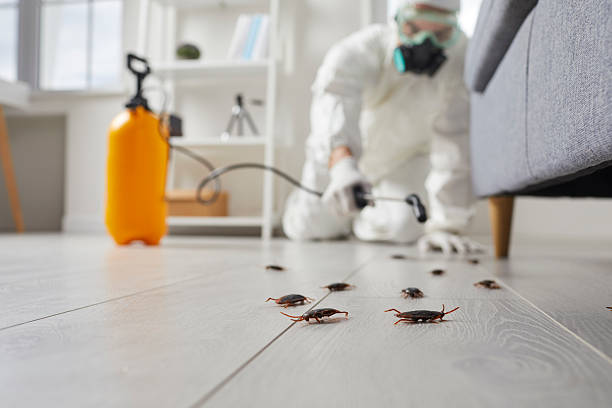 Post-Treatment Bed Bug Interceptor Monitoring in Blackville